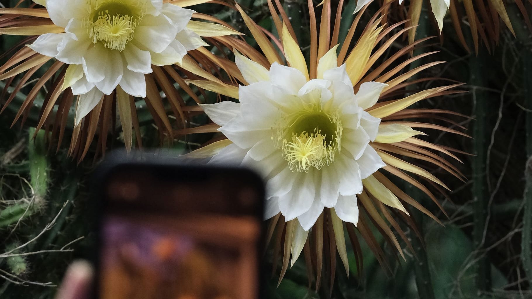 Königin der Nacht blüht im Botanischen Garten Leipzig