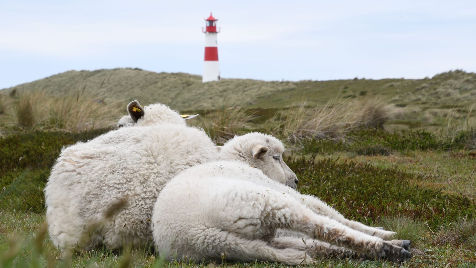Stella Kinne bewacht Schafe und Seehunde auf Sylt Stella Kinne bewacht Schafe und Seehunde auf Sylt