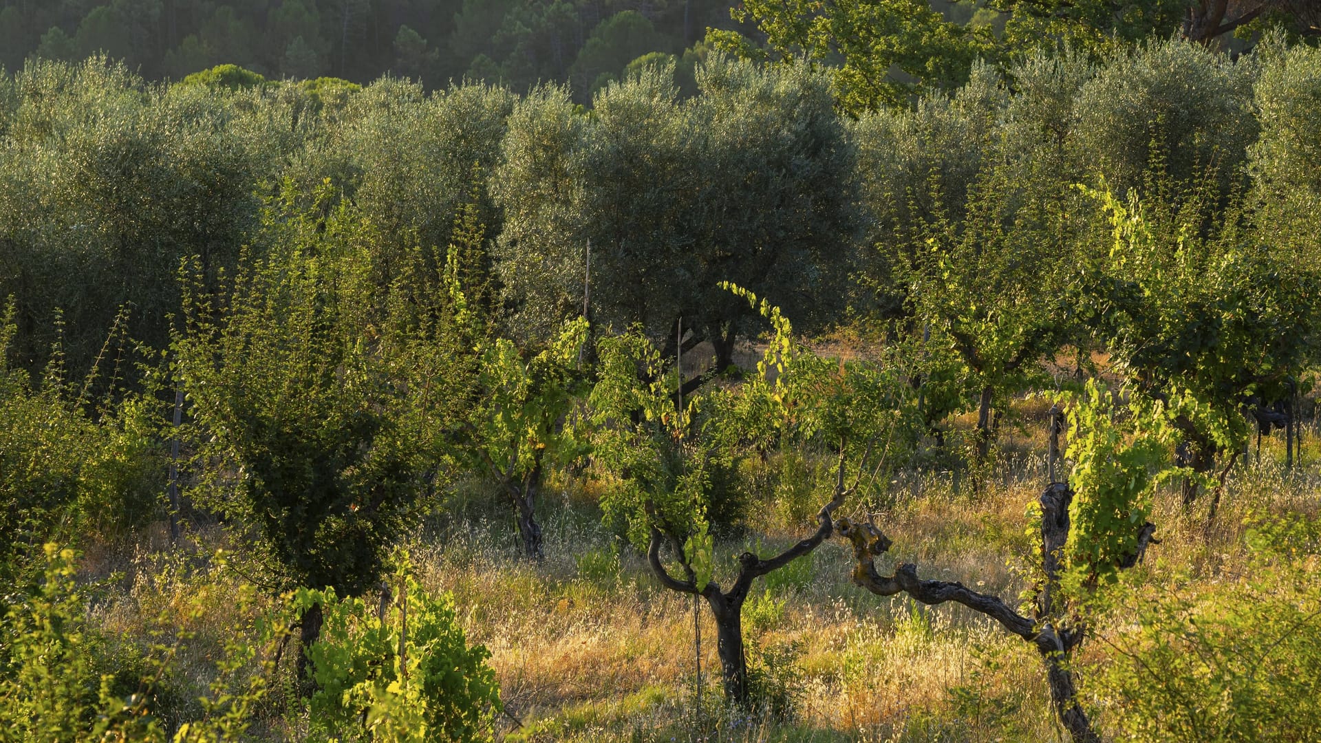 Ein Wald in der Toskana (Symbolbild): Eine Berlinerin, die in Italien lebte, wurde in der Gemeinde Castagno d'Andrea tot aufgefunden.
