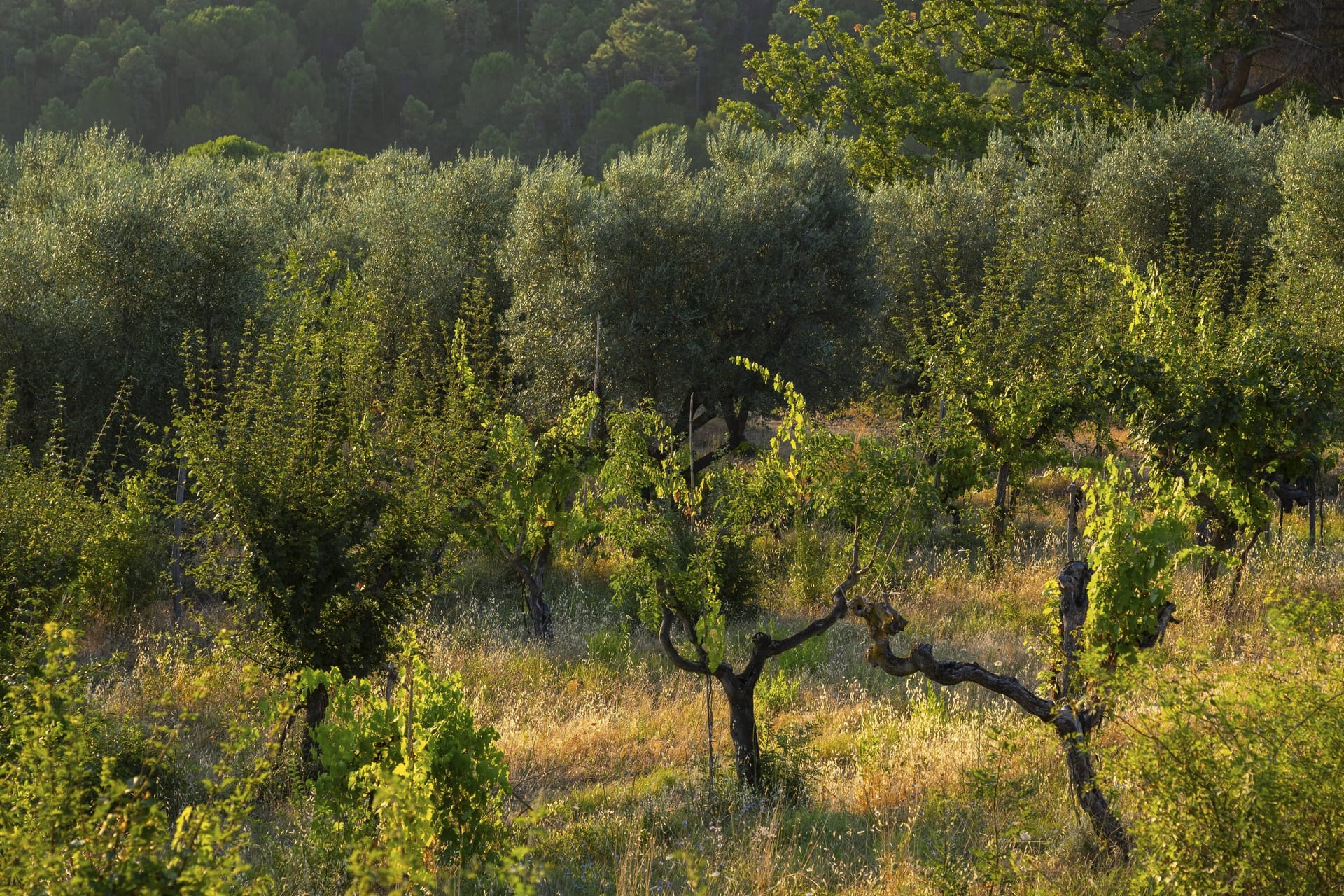 Ein Wald in der Toskana (Symbolbild): Eine Berlinerin, die in Italien lebte, wurde in der Gemeinde Castagno d'Andrea tot aufgefunden.