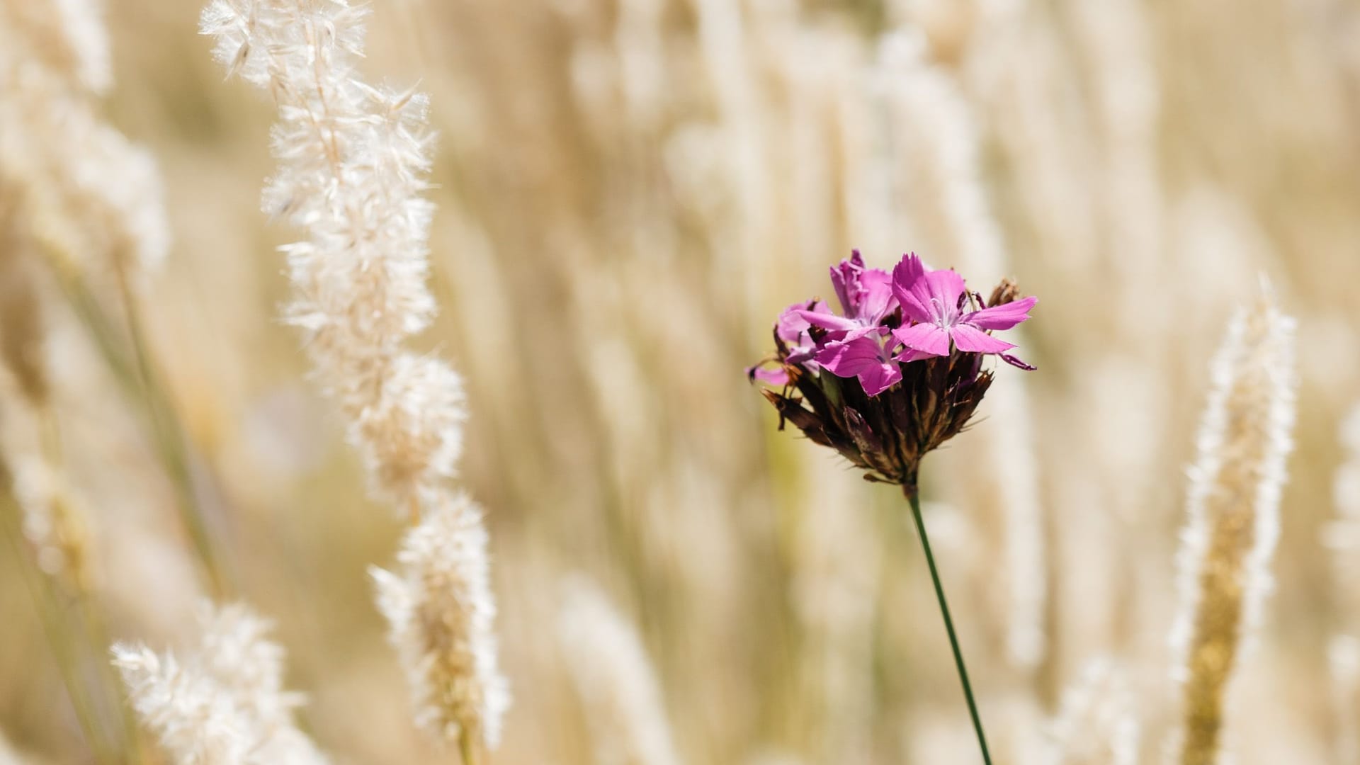 Eine Blume im "Garten der Wildpflanzen" in Planten un Blomen: Er soll die Artenvielfalt in der Stadt verbessern.
