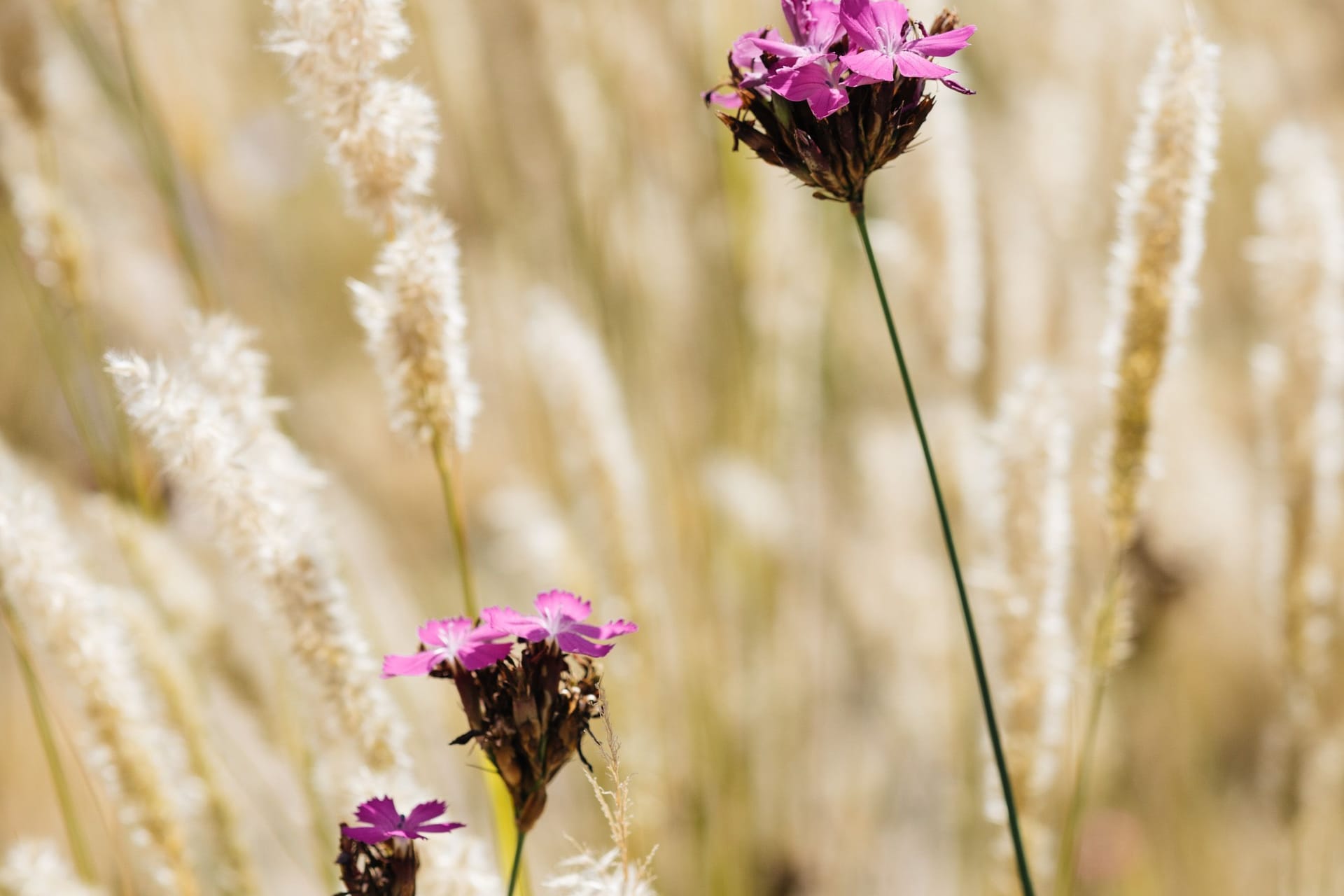 Eine Blume im "Garten der Wildpflanzen" in Planten un Blomen: Er soll die Artenvielfalt in der Stadt verbessern.