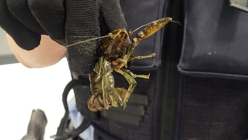 Eine Beamtin mit einem der Flusskrebse: Woher die Tiere stammen, ist unklar. Eine Beamtin mit einem der Flusskrebse: Woher die Tiere stammen, ist unklar.