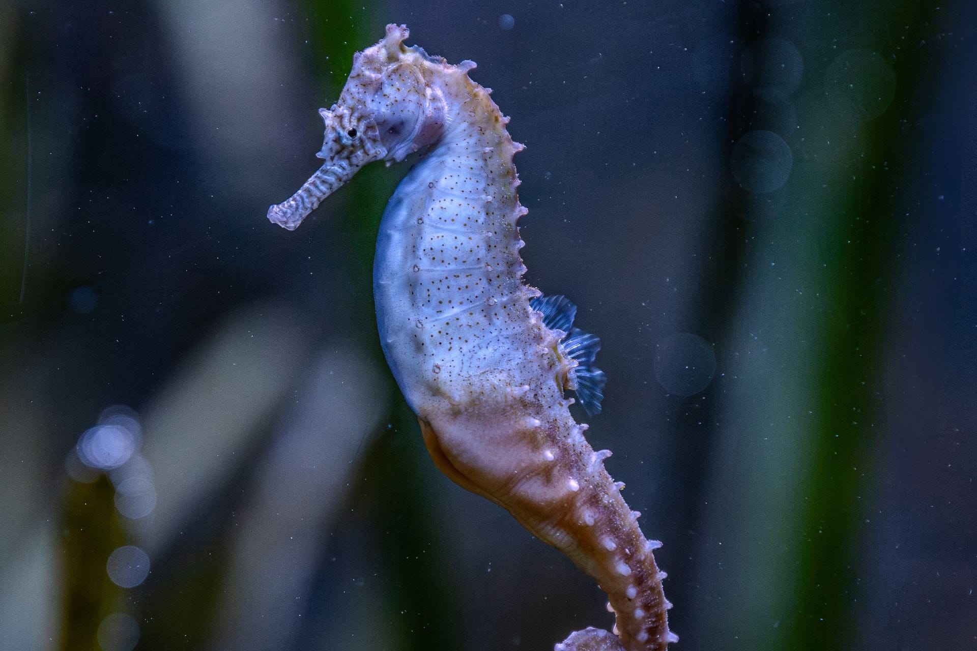 In Hellabrunn kamen erste Jungtiere der Seepferdchen zur Welt. Eine Besonderheit bei Seepferdchen ist, dass die Männchen den Nachwuchs austragen.