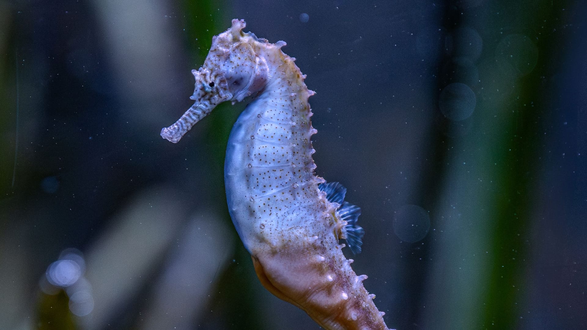 In Hellabrunn kamen erste Jungtiere der Seepferdchen zur Welt. Eine Besonderheit bei Seepferdchen ist, dass die Männchen den Nachwuchs austragen.