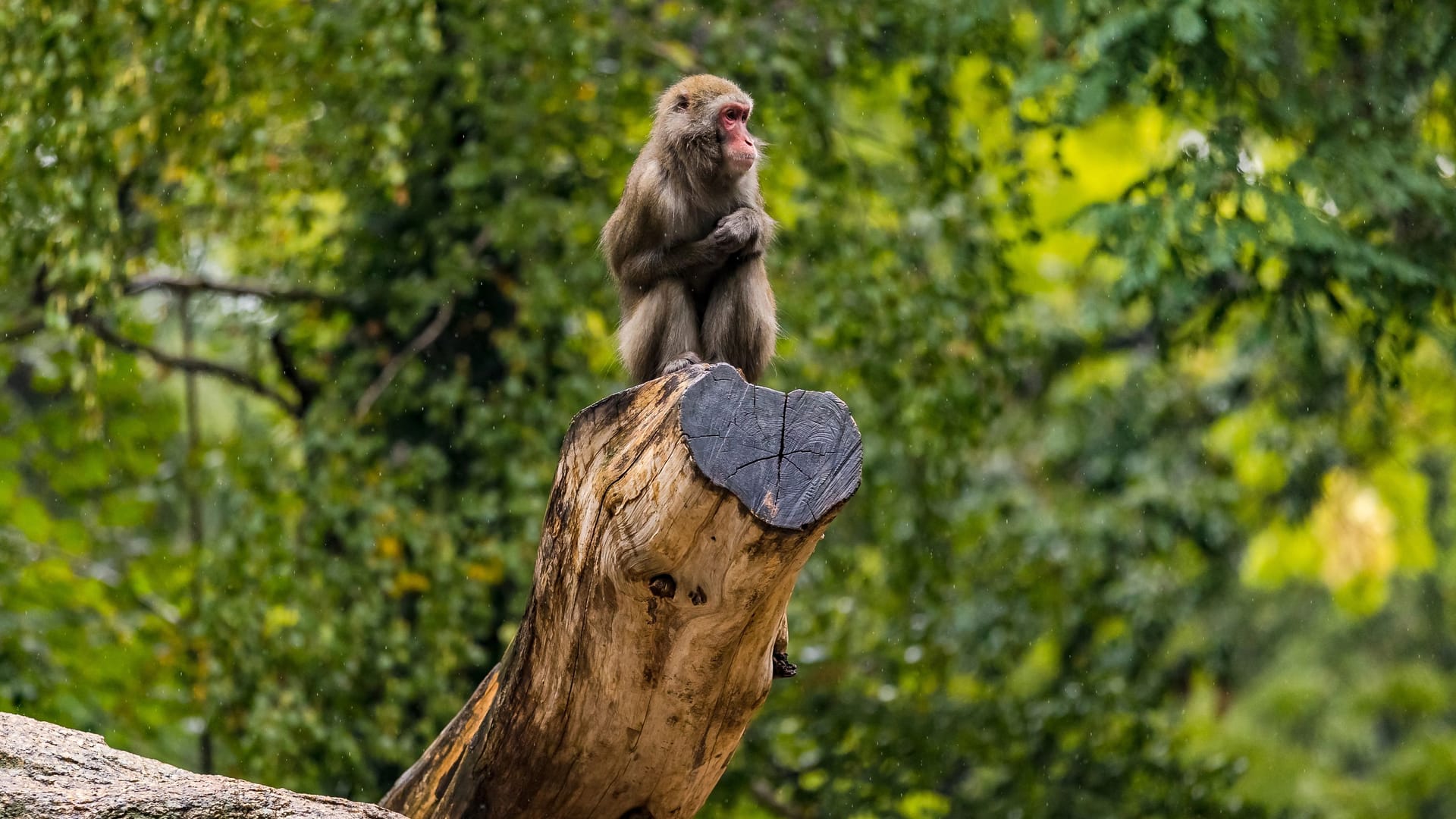 A pensive baboon sits wet on a tree stump, Berlin Zoo, Germany