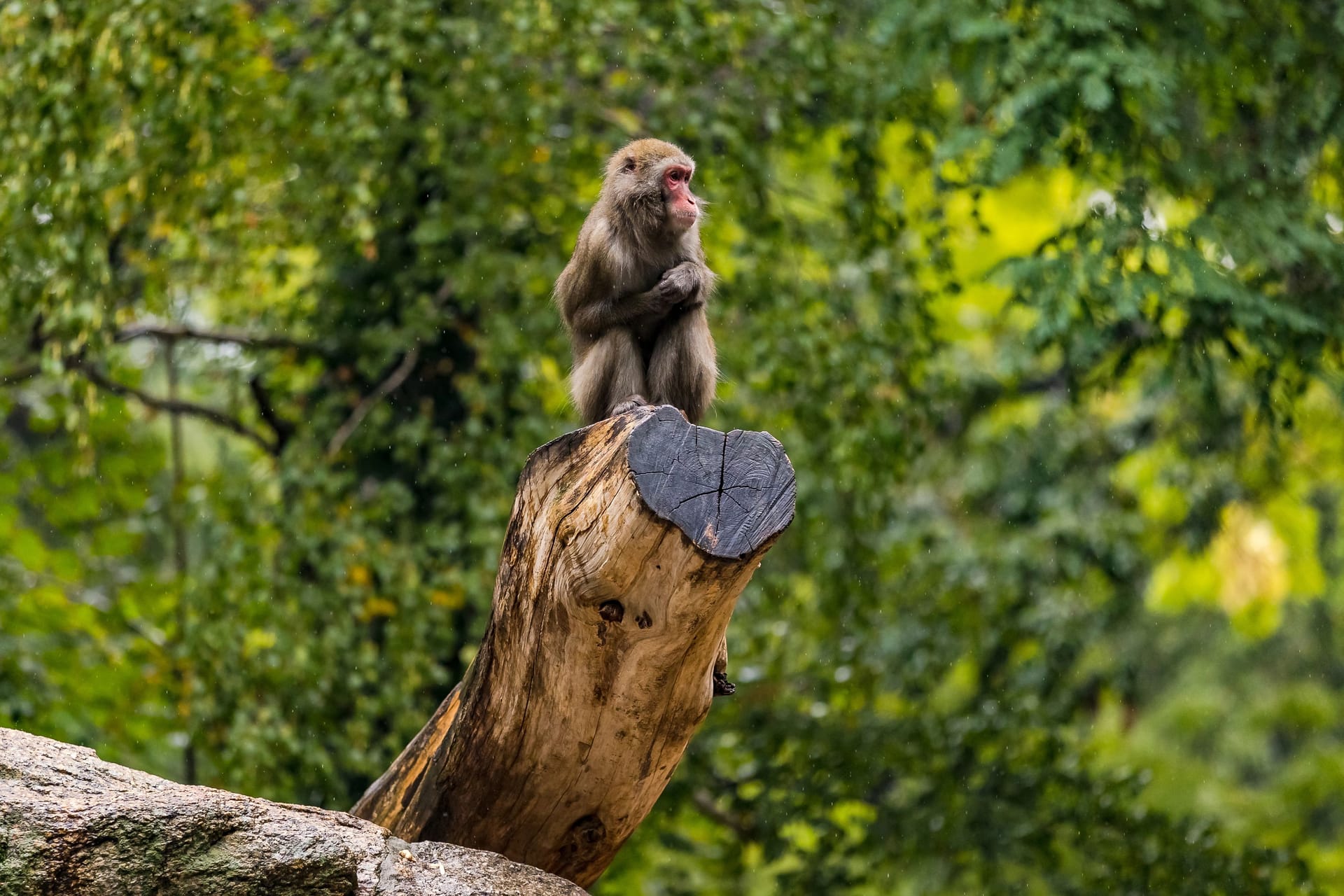 A pensive baboon sits wet on a tree stump, Berlin Zoo, Germany