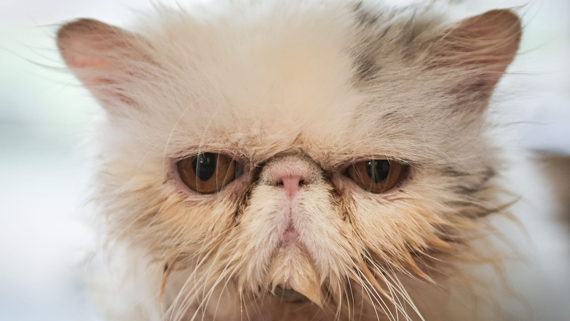 Eine traurige Perserkatze (Archivbild): Die Schulferien stehen in Berlin bevor, das sorgt für Probleme. Eine traurige Perserkatze (Archivbild): Die Schulferien stehen in Berlin bevor, das sorgt für Probleme.