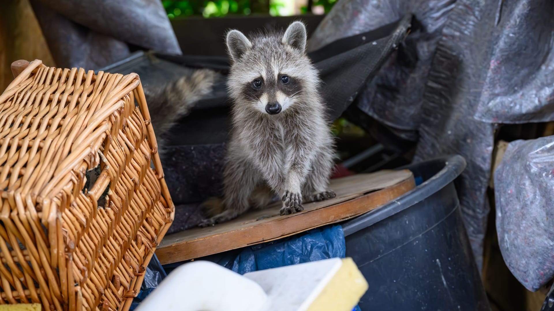 Ein junger Waschbär Ein junger Waschbär