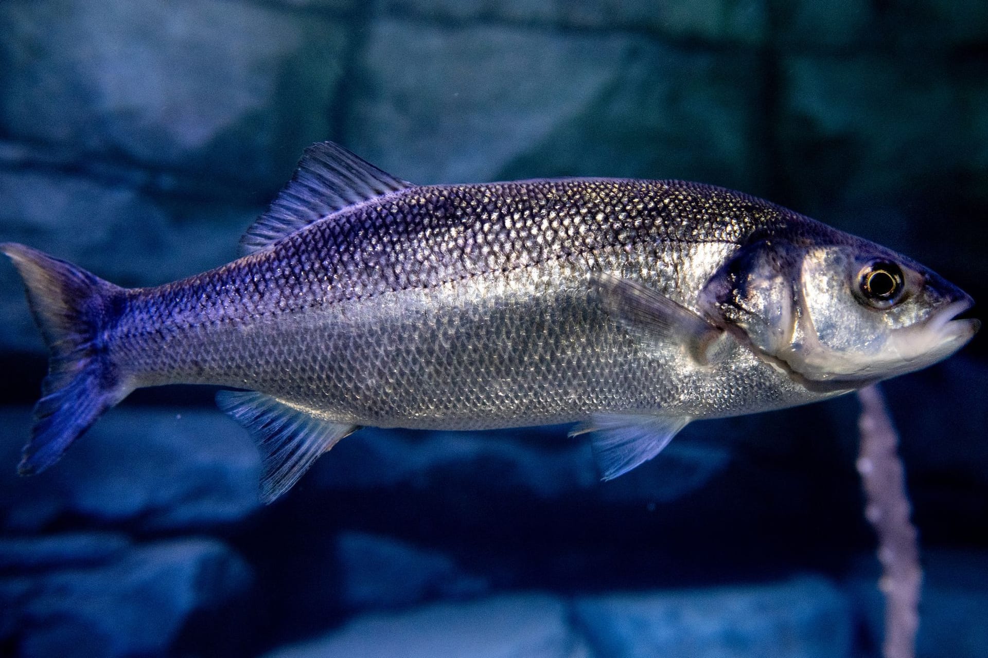 Wolfsbarsch im Nordsee-Bereich des Aquarium Wilhelmshaven