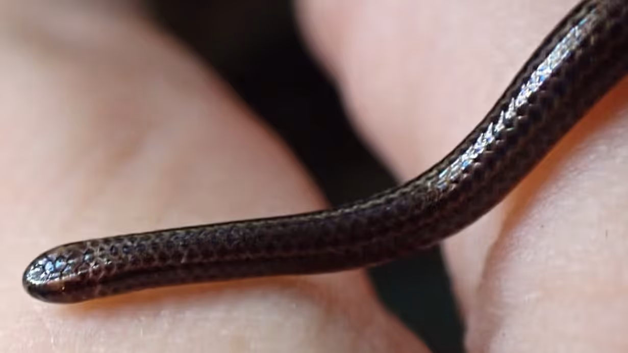 Die entdeckte Barbados-Fadenschlange: Erst die Untersuchung unter einem Mikroskop brachte Gewissheit.