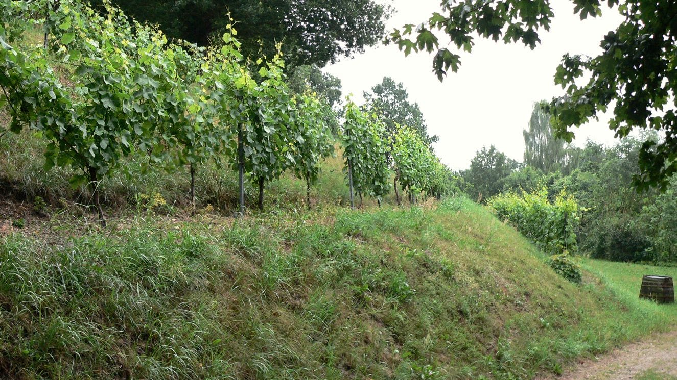 Weinanbau in Hitzacker in Niedersachsen: Das Gebiet ist zwar klein, aber nimmt immer mehr an Bedeutung zu. Weinanbau in Hitzacker in Niedersachsen: Das Gebiet ist zwar klein, aber nimmt immer mehr an Bedeutung zu.