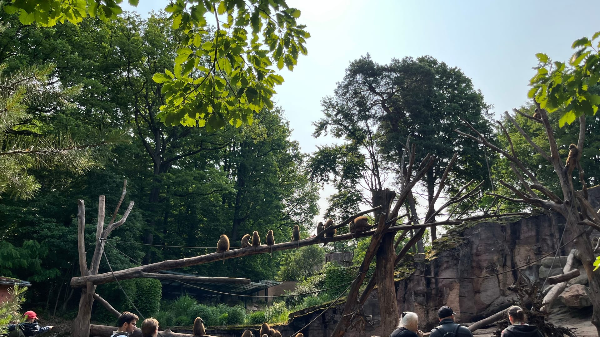 Das Pavian-Gehege im Tiergarten Nürnberg: Nach Angaben der Einrichtung ist es für 25 erwachsene Tiere und deren Jungtiere ausgelegt – 2024 lebten 45 Affen dort.
