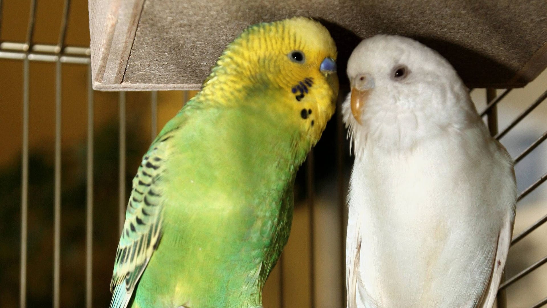 Wellensittiche im Tierheim Riem (Archivbild): Die Vögel bekommen neu gestaltete vier Wände.