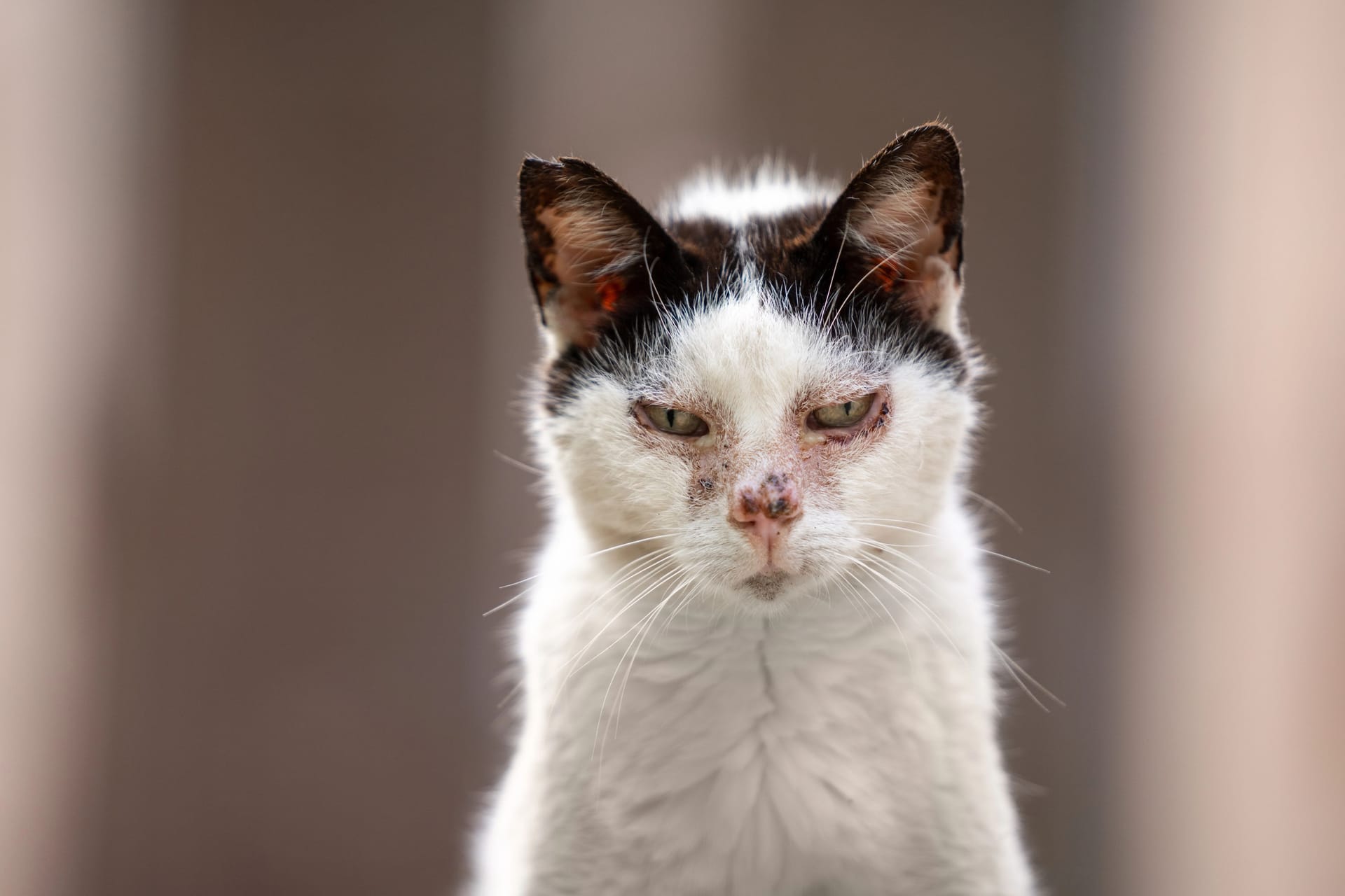 Kranke Streunerkatze in Spanien (Symbolbild): Die Frau war mit der Situation schließlich überfordert.