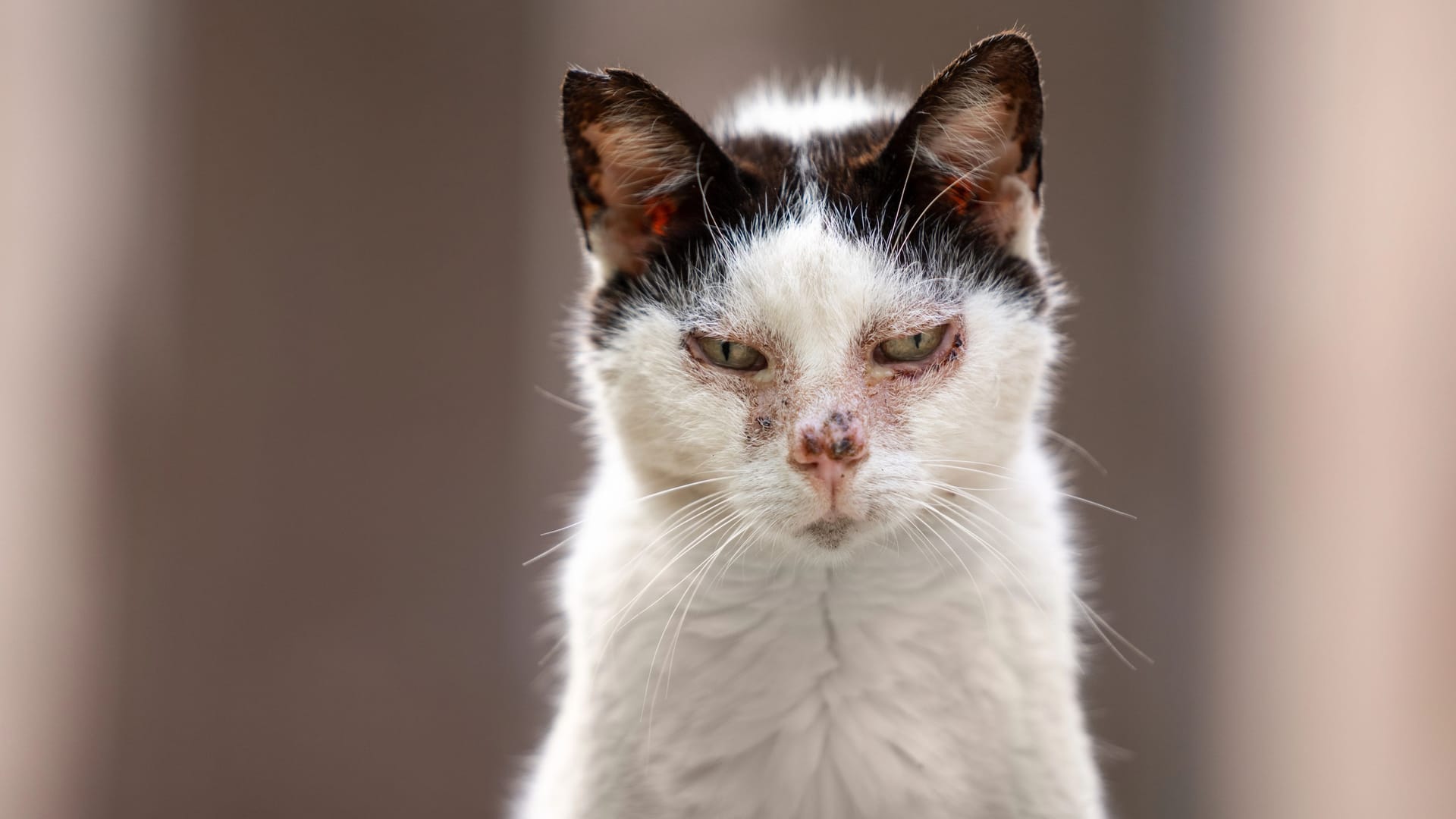 Kranke Streunerkatze in Spanien (Symbolbild): Die Frau war mit der Situation schließlich überfordert.