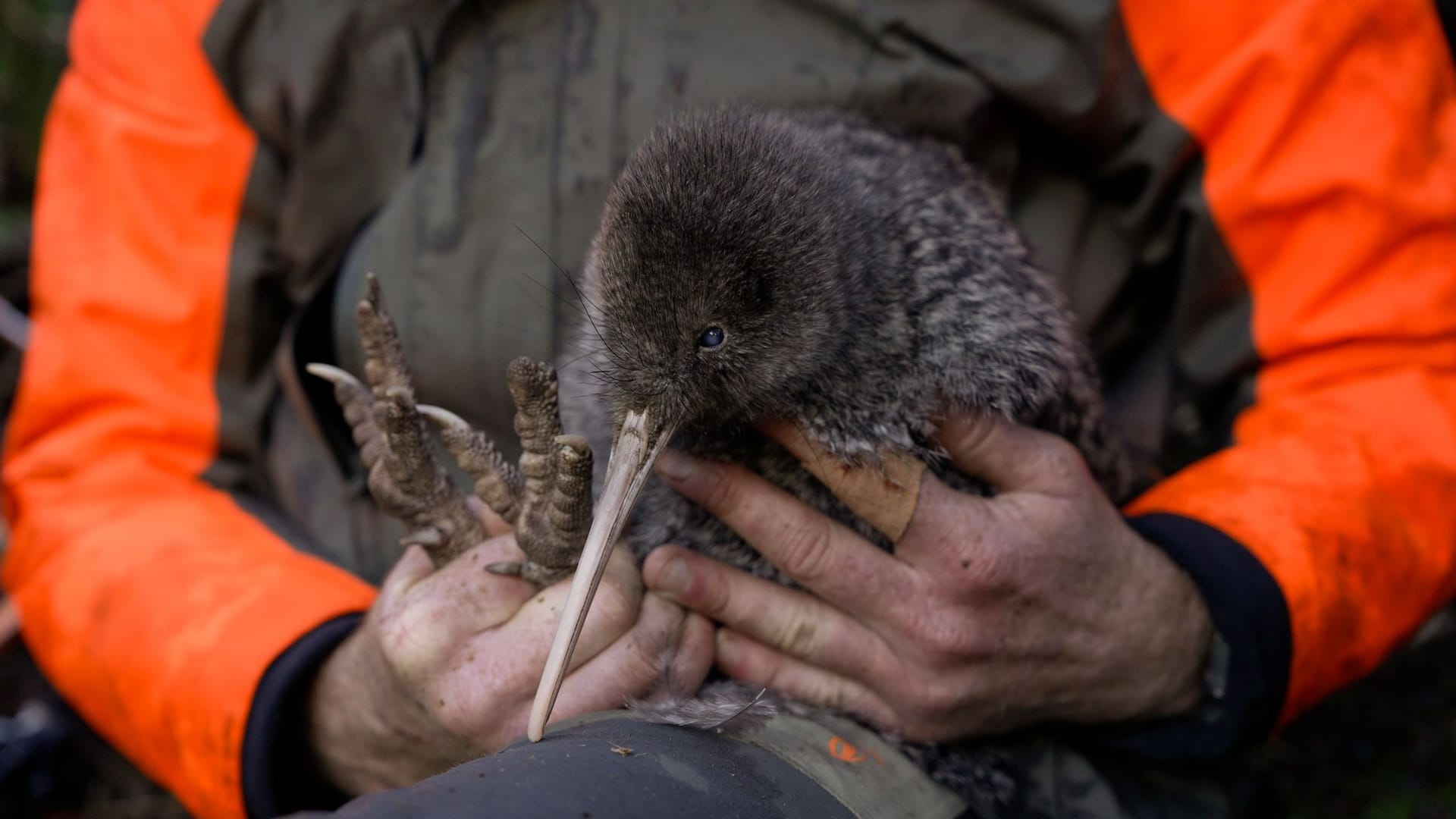 Seltener Kiwi-Vogel in Neuseeland entdeckt Seltener Kiwi-Vogel in Neuseeland entdeckt