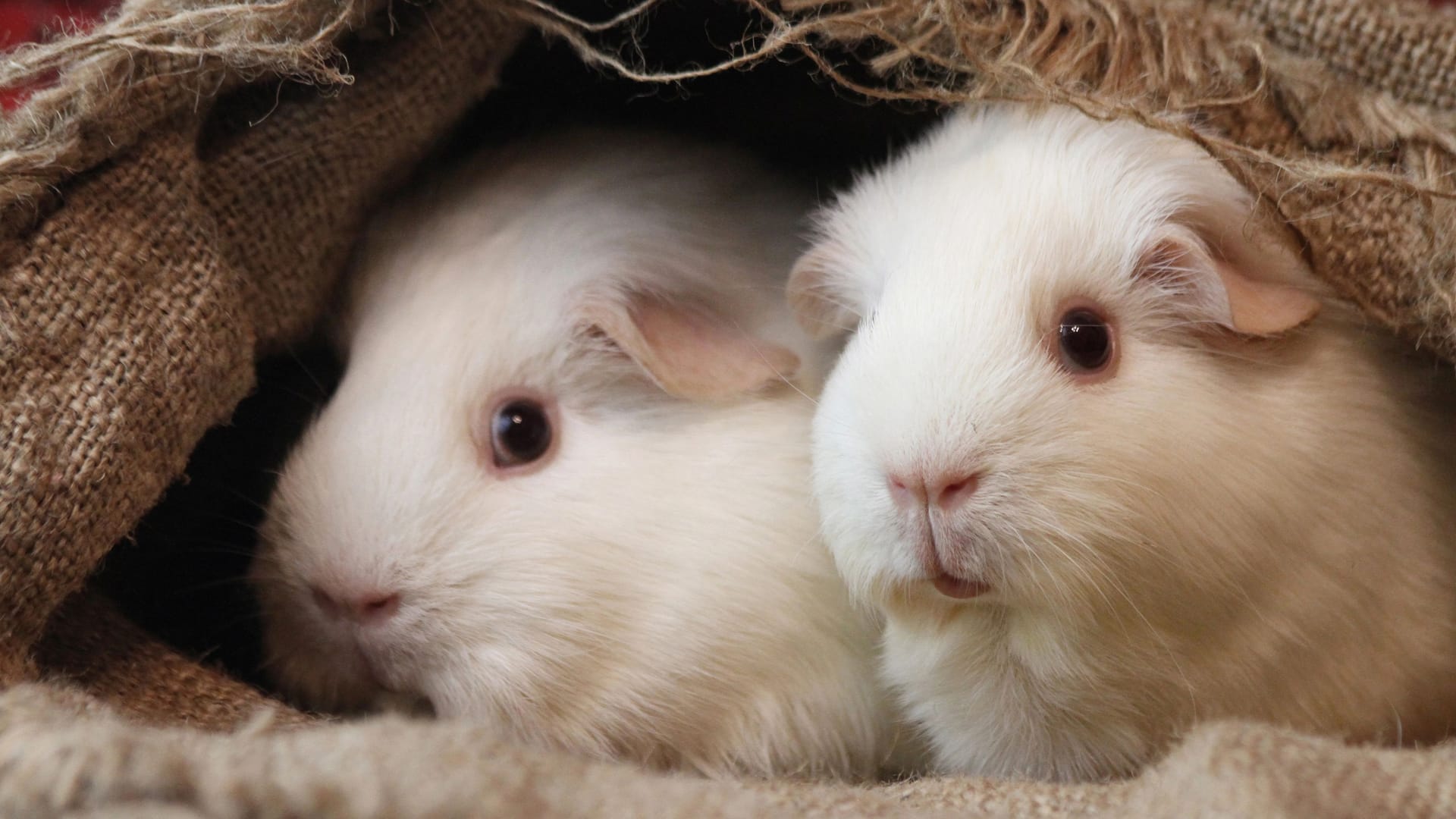 Zwei Meerschweinchen (Symbolbild): Im Tierheim Bremen landeten zwei verwahrloste Exemplare. Zwei Meerschweinchen (Symbolbild): Im Tierheim Bremen landeten zwei verwahrloste Exemplare.