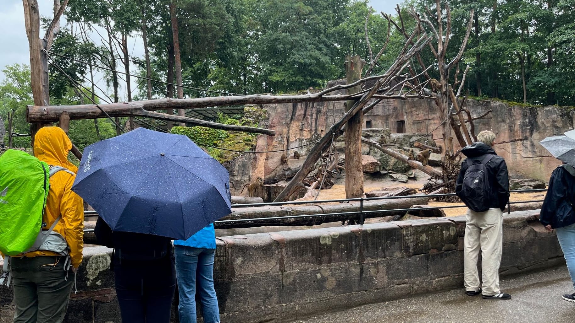 Der Tag danach im Tiergarten Nürnberg: Im Pavian-Gehege ist deutlich weniger los – aus Gründen.