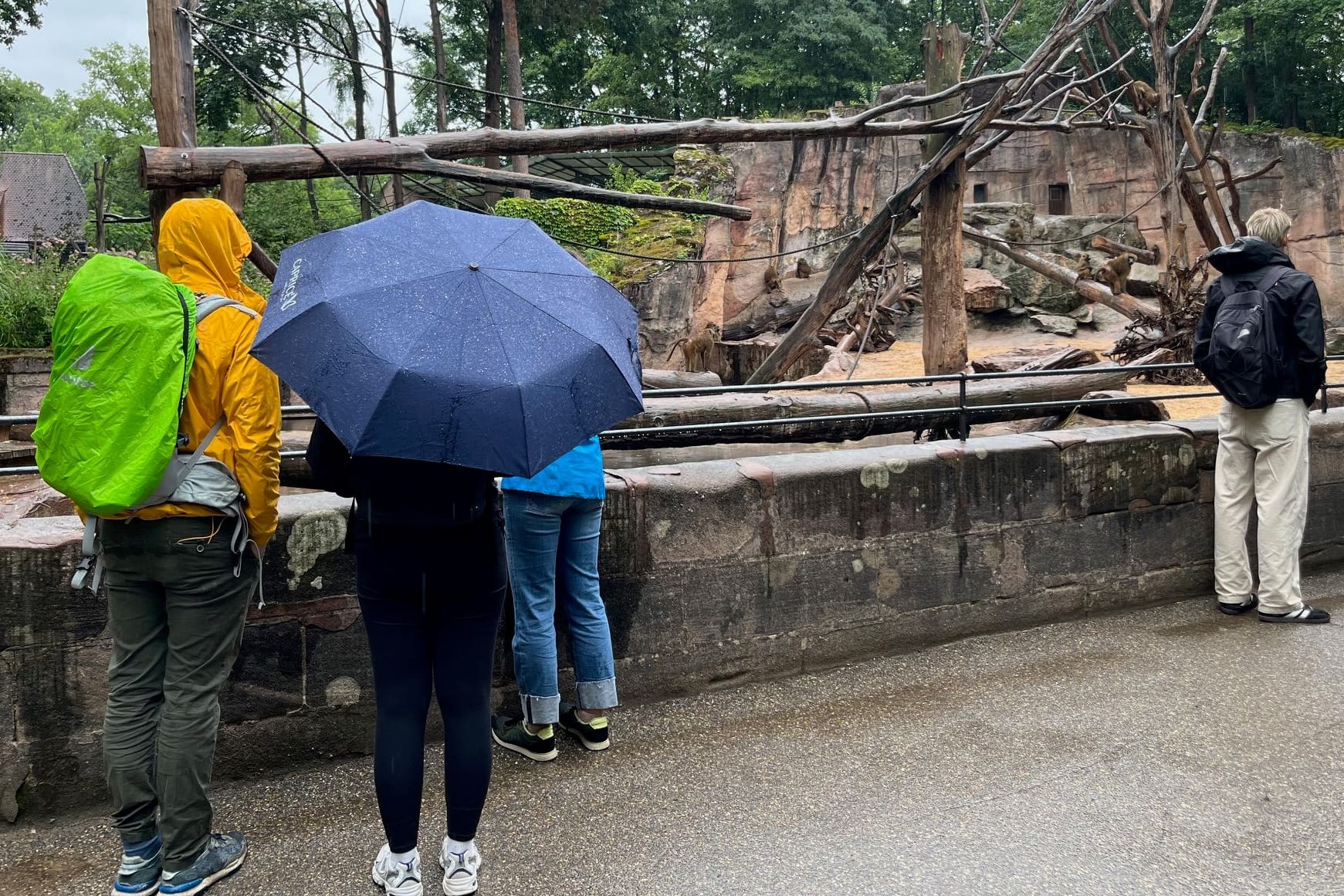 Der Tag danach im Tiergarten Nürnberg: Im Pavian-Gehege ist deutlich weniger los – aus Gründen.