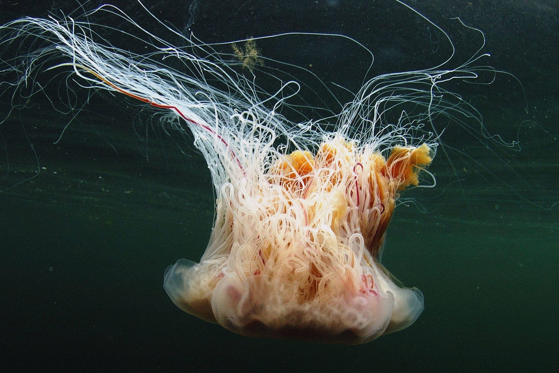Eine Gelbe Haarqualle: Feuerquallen wie diese sind auch in der Ostsee auf dem Vormarsch.