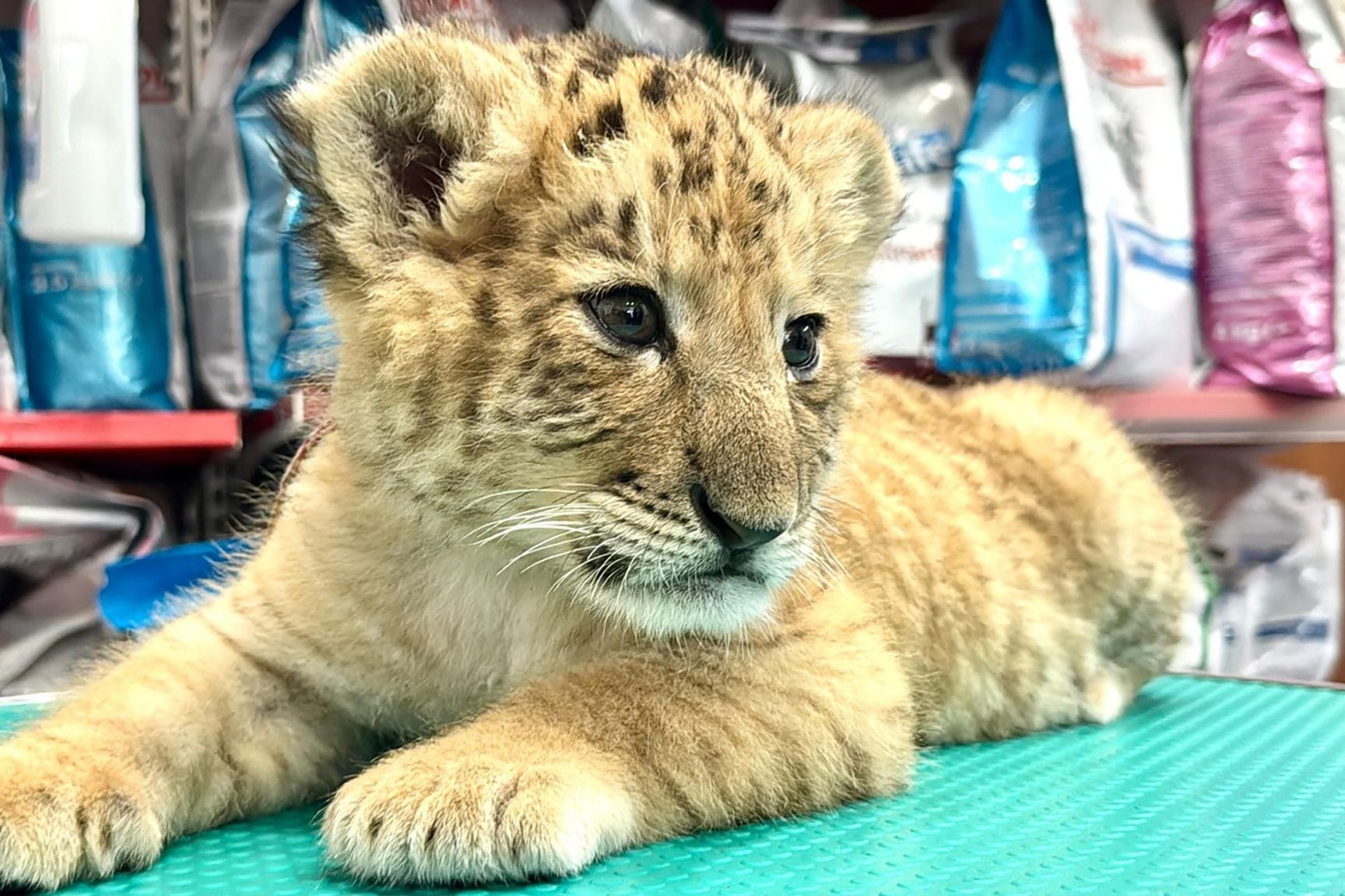 Liger in Rumänien