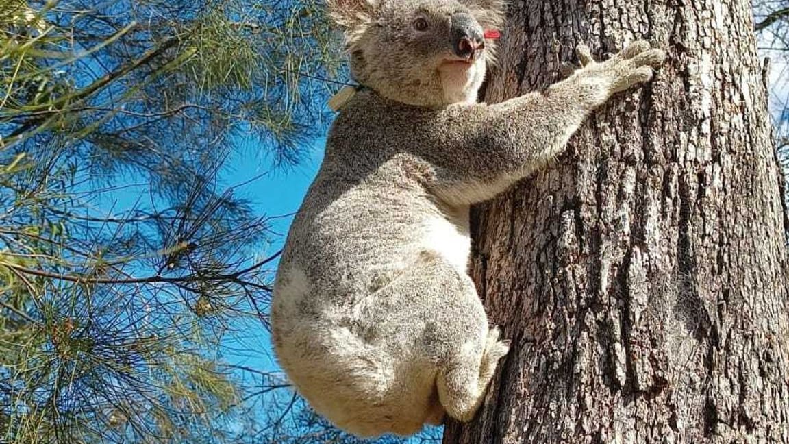 Koalas