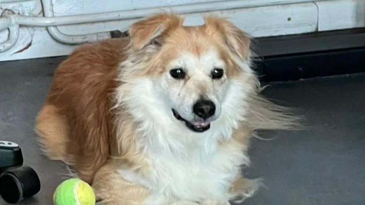 Ein Hund bei der Polizei: Die Beamten fanden ihn am Sonntagmorgen in Braunschweig.
