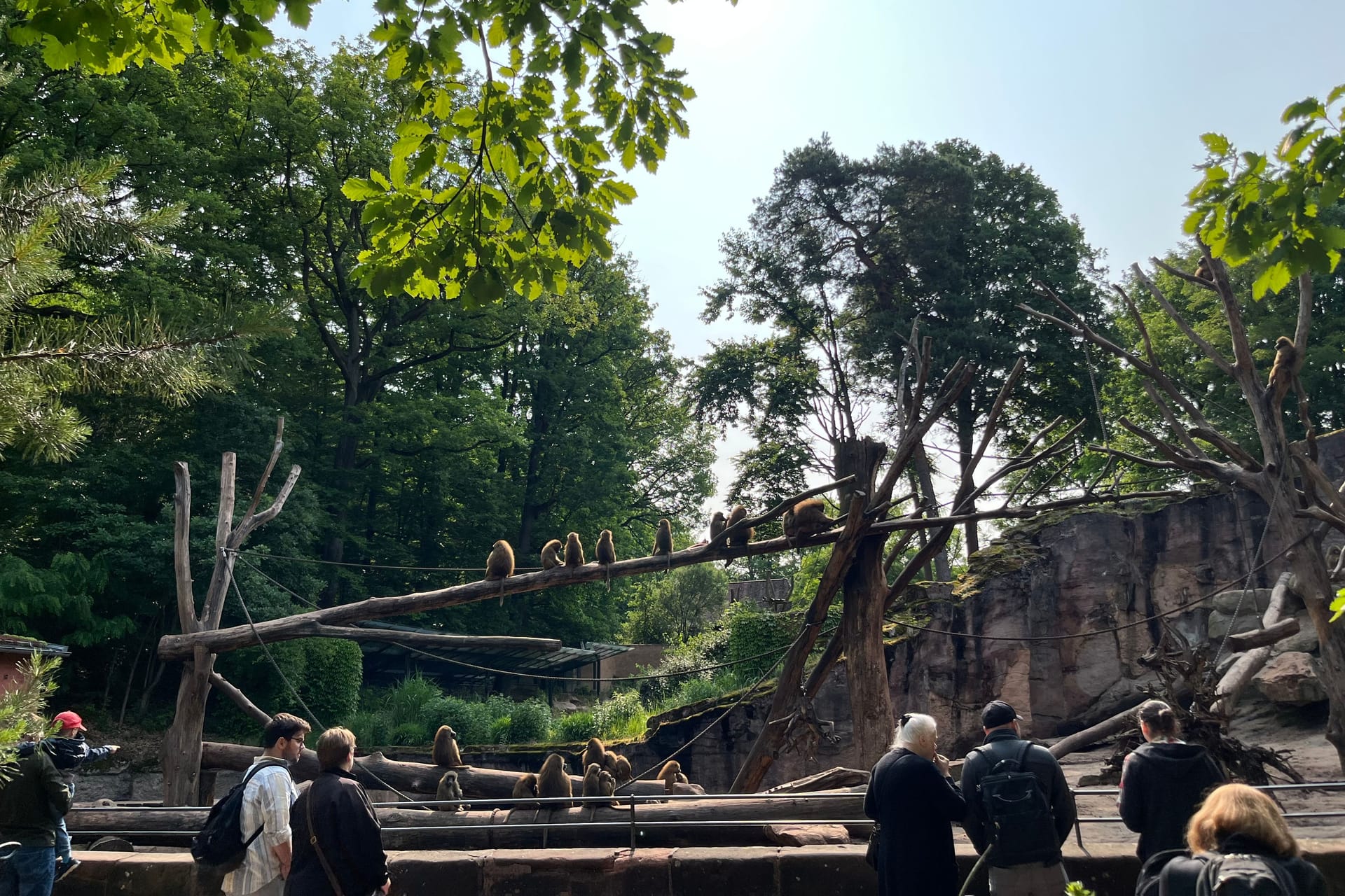 Das Pavian-Gehege im Nürnberger Tiergarten: Am Sonntag wurde es Schauplatz einer Protestaktion.
