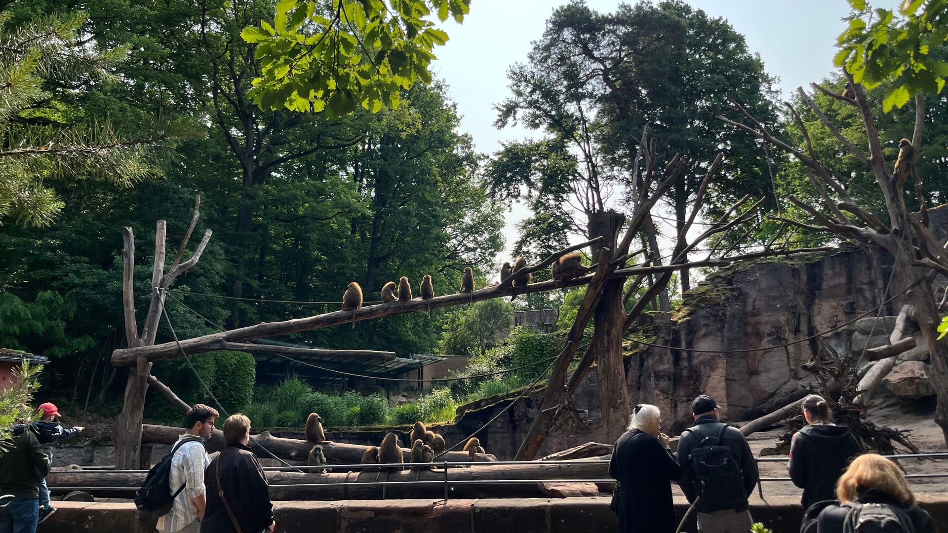 Das Pavian-Gehege im Nürnberger Tiergarten: Am Sonntag wurde es Schauplatz einer Protestaktion. Das Pavian-Gehege im Nürnberger Tiergarten: Am Sonntag wurde es Schauplatz einer Protestaktion.