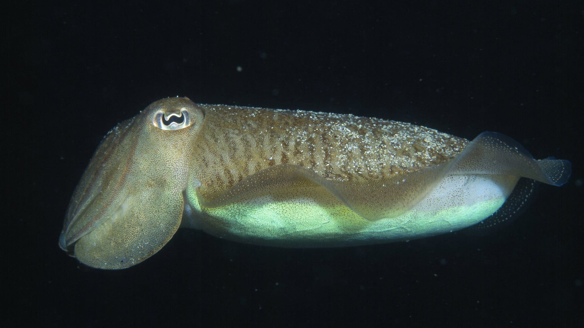 Gewöhnlicher Tintenfisch in der Nordsee (Symbolfoto): Die Tiere könnten sich bald wohler fühlen in der Nordsee.