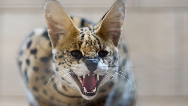 Ein Serval (Symbolbild): Die Raubkatze ist südlich der Sahara weit verbreitet.
