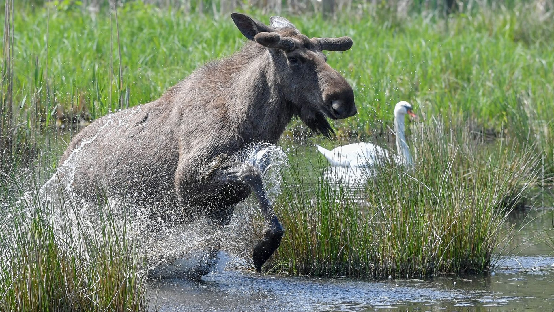 Doppelter Elch-Nachwuchs im Wildpark Schorfheide