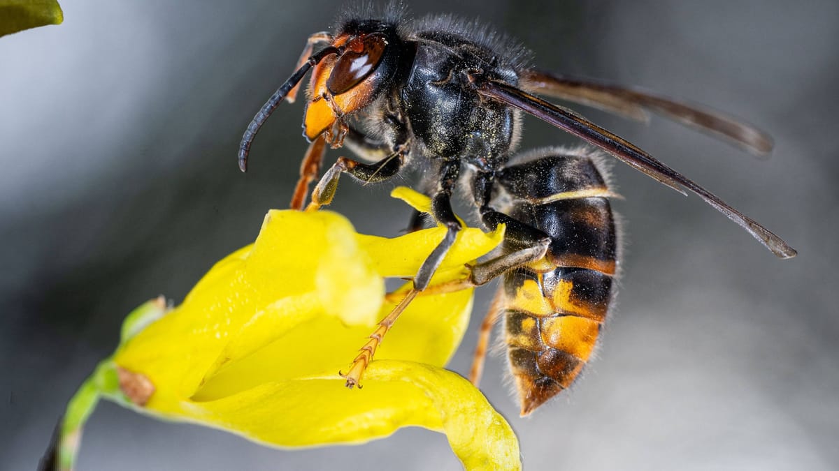 Azijski sršen se je razširil v Spodnji Saški, čebelarji so zaskrbljeni