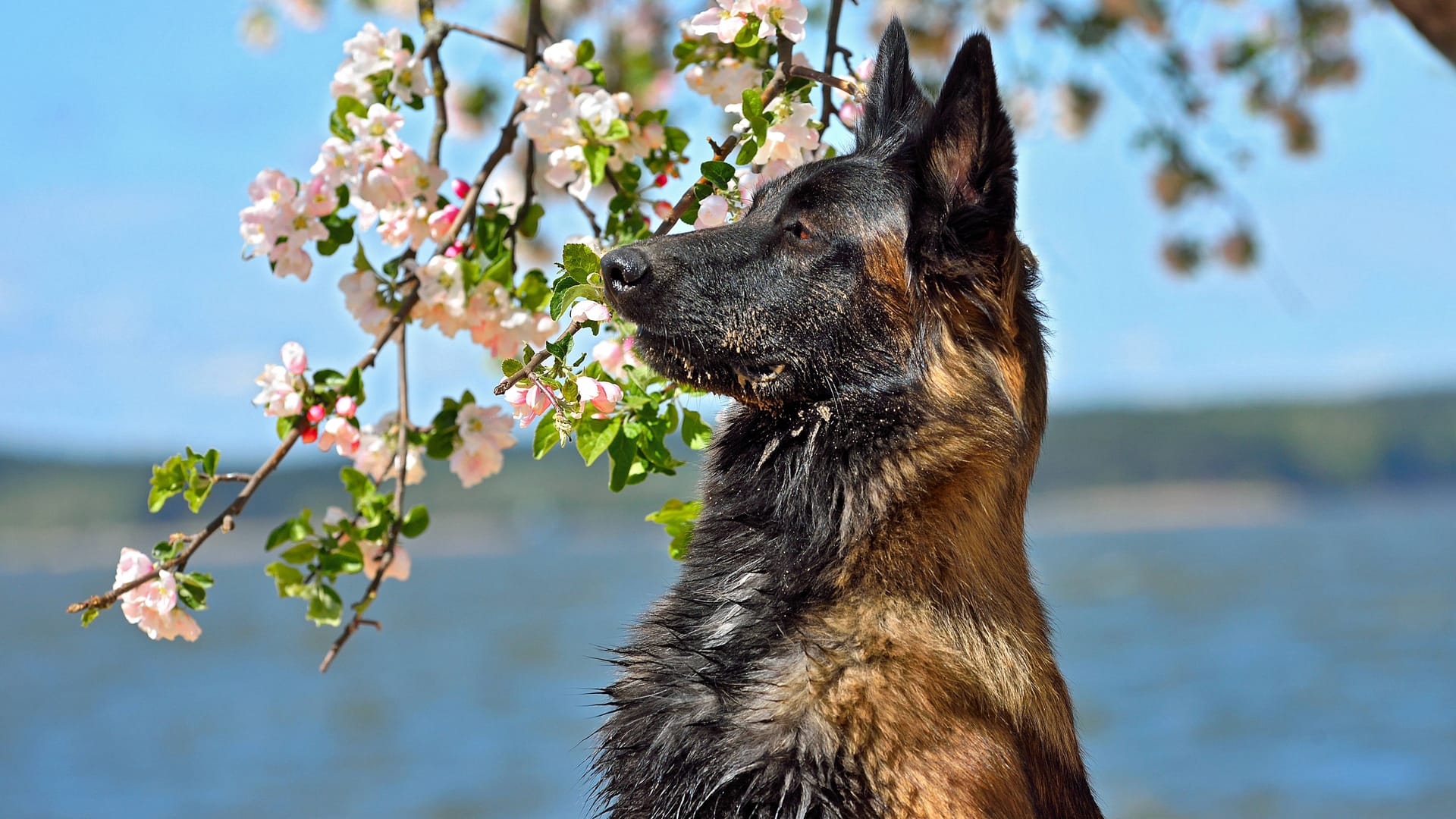 Ein Schäferhund (Symbolbild): Im Tierheim Hannover wartet ein Schäferhund auf ein neues Zuhause. Ein Schäferhund (Symbolbild): Im Tierheim Hannover wartet ein Schäferhund auf ein neues Zuhause.