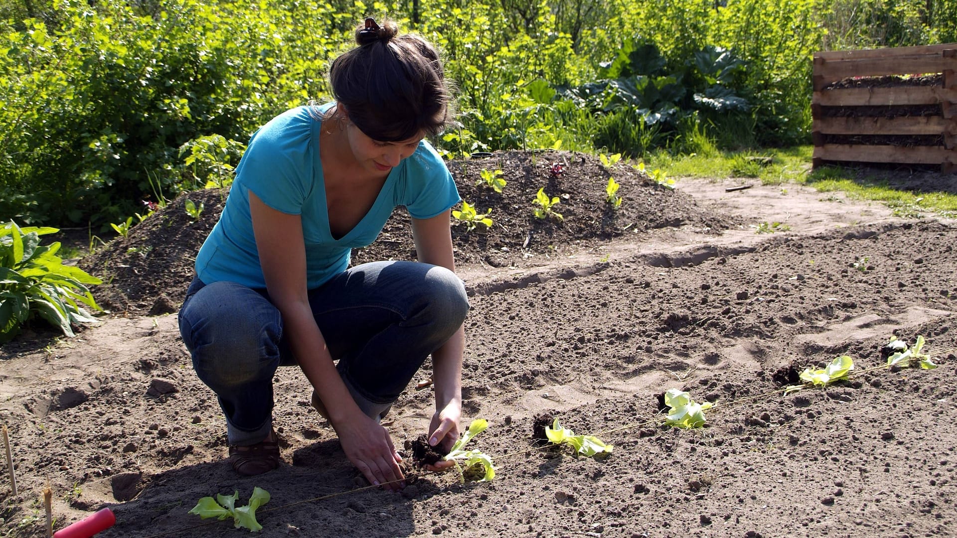 Junge Frau pflanzt Salat in einem Beet an: Mit einer einfachen Technik können Sie ein neues Beet anlegen. Junge Frau pflanzt Salat in einem Beet an: Mit einer einfachen Technik können Sie ein neues Beet anlegen.