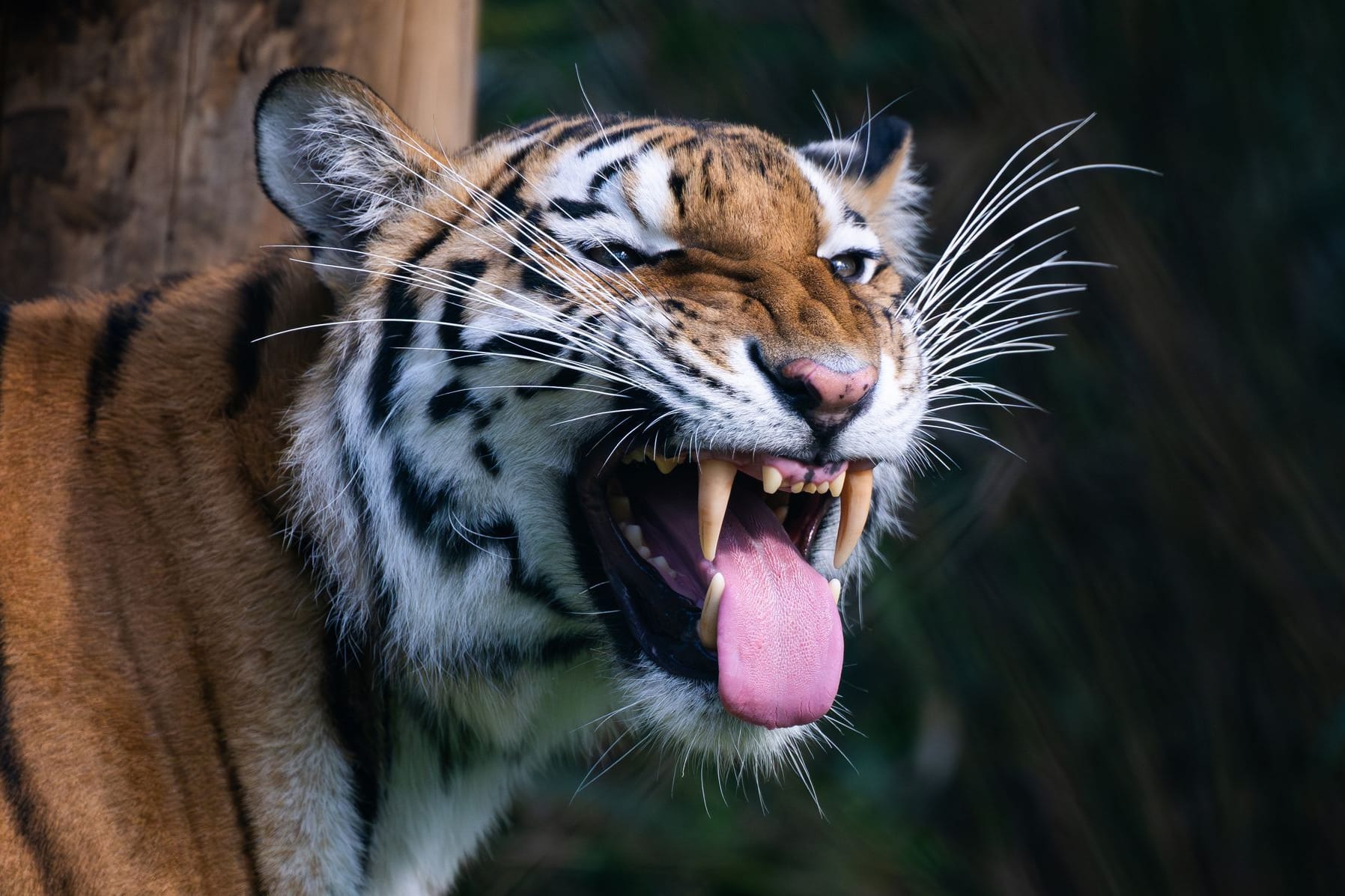 Sibirischer Tiger im Serengeti-Park