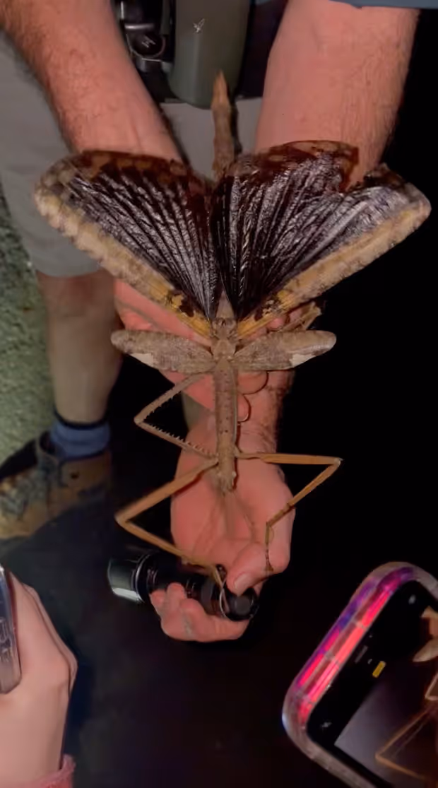 Die neu entdeckte Art Acrophylla alta mit ausgebreiteten Flügeln