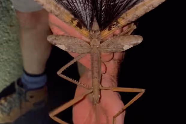 Die neu entdeckte Art Acrophylla alta mit ausgebreiteten Flügeln.