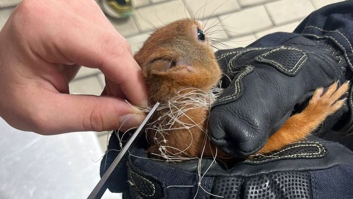 Das Eichhörnchen: Das Tier hatte sich am Sonntag in einem Balkonnetz verfangen, eine Schere musste her. Das Eichhörnchen: Das Tier hatte sich am Sonntag in einem Balkonnetz verfangen, eine Schere musste her.