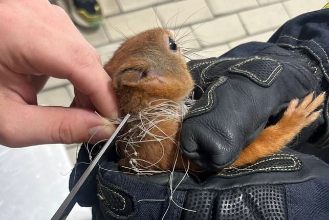 Das Eichhörnchen: Das Tier hatte sich am Sonntag in einem Balkonnetz verfangen, eine Schere musste her.