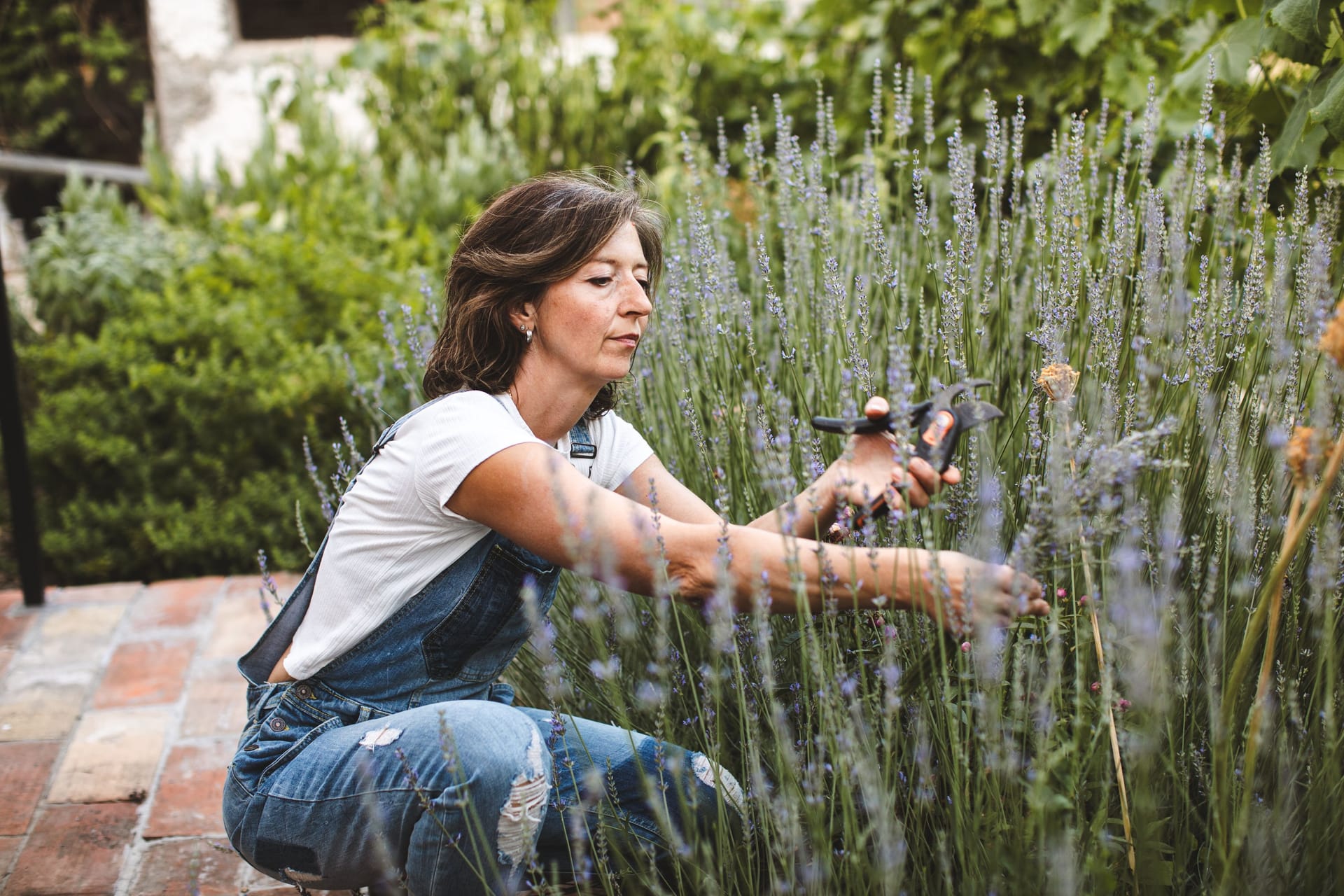 Cleveren Pflanzenwahl: Mit einigen Pflanzen können Sie Mückenstiche im eigenen Garten reduzieren.