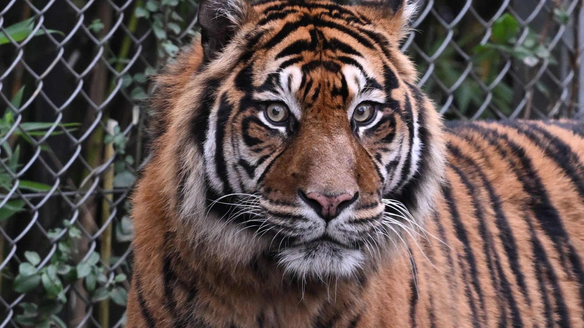Sumatra-Tiger