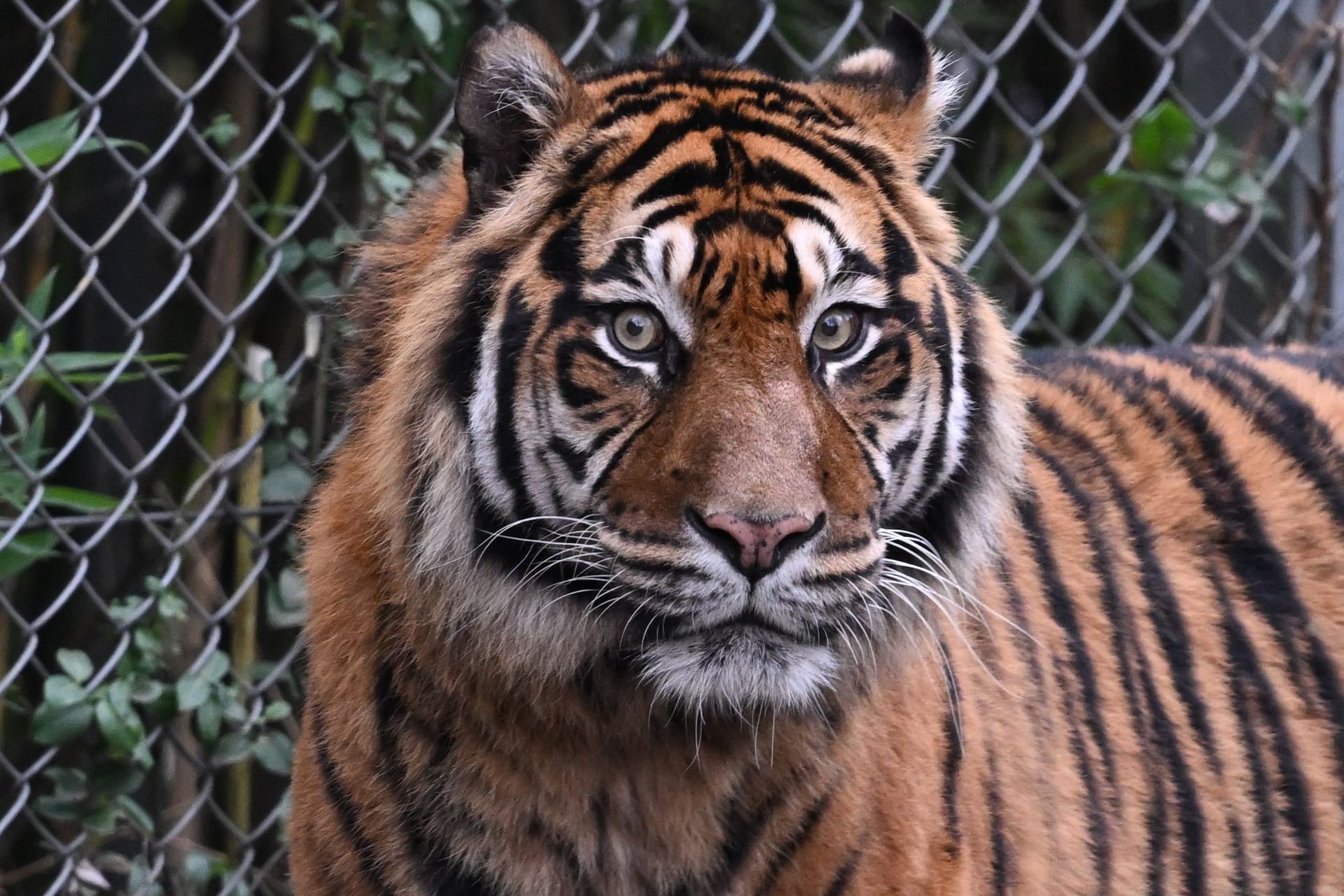 Sumatra-Tiger
