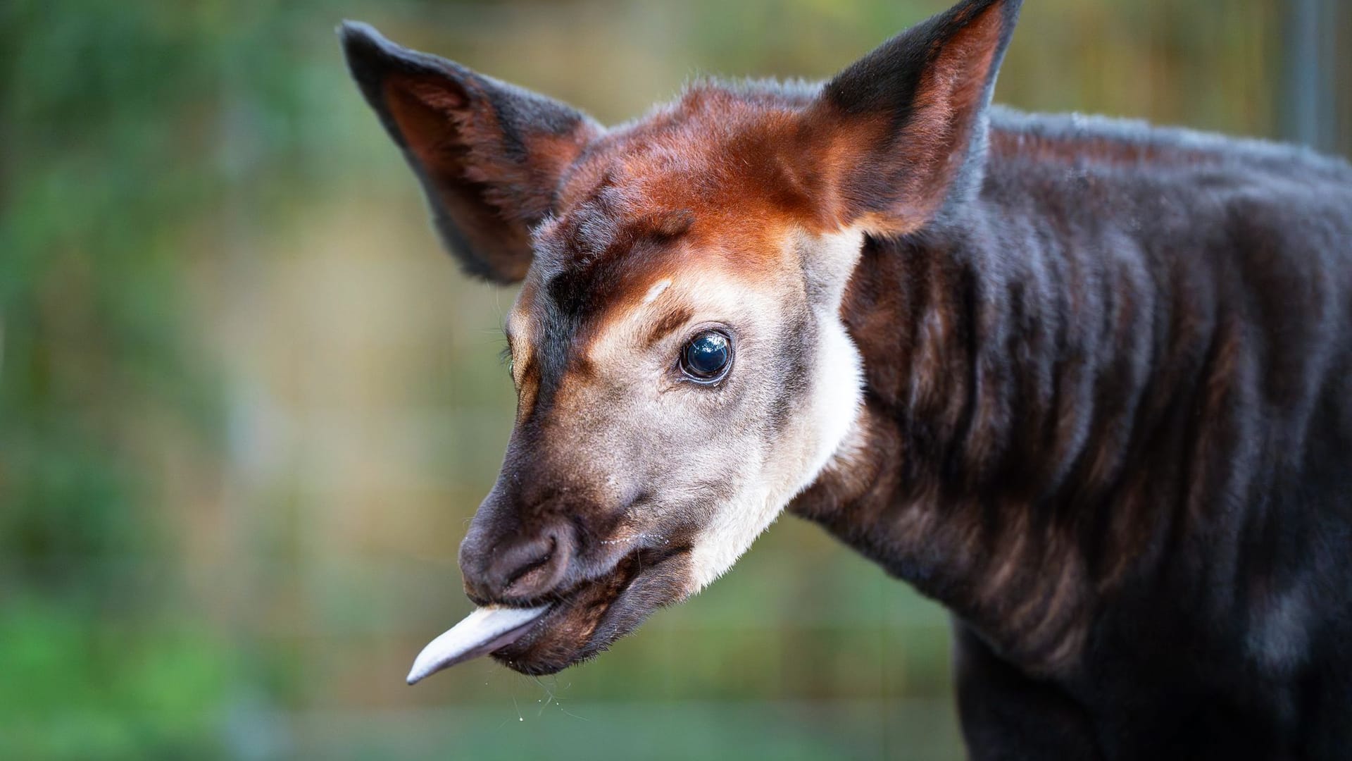Okapi-Nachwuchs in der Wilhelma Okapi-Nachwuchs in der Wilhelma