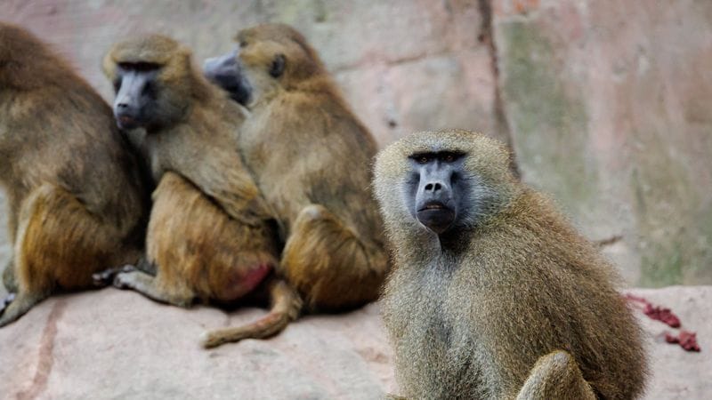 Paviane sitzen in ihrem Gehege im Tiergarten Nürnberg (Archivbild): Das Gehege ist überbelegt. Paviane sitzen in ihrem Gehege im Tiergarten Nürnberg (Archivbild): Das Gehege ist überbelegt.