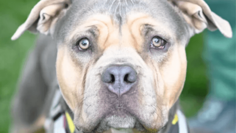 Hündin Leyla im Tierheim Berlin: Sie hat Allergien und Probleme mit dem Bewegungsapparat. Hündin Leyla im Tierheim Berlin: Sie hat Allergien und Probleme mit dem Bewegungsapparat.