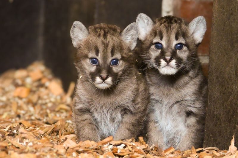 Im Tierpark Ströhen wurde zwei Puma-Junge geboren. Namen haben sie noch nicht.