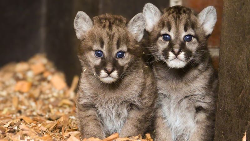 Im Tierpark Ströhen wurde zwei Puma-Junge geboren. Namen haben sie noch nicht.