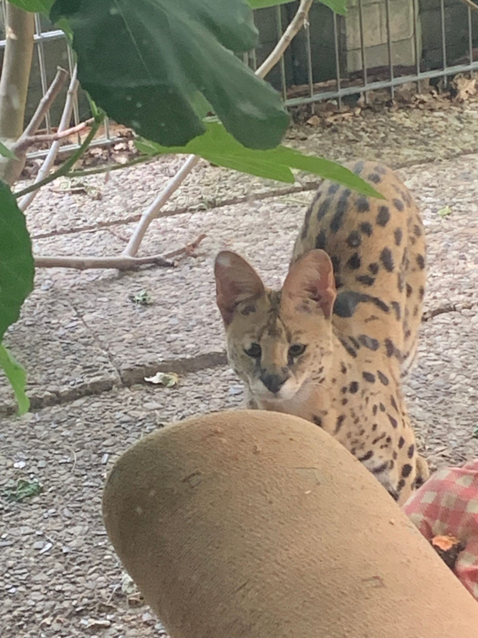 Der Serval im Garten von Karen Schönbrodt: Die Tierschützerin konnte die Katze nicht fangen.